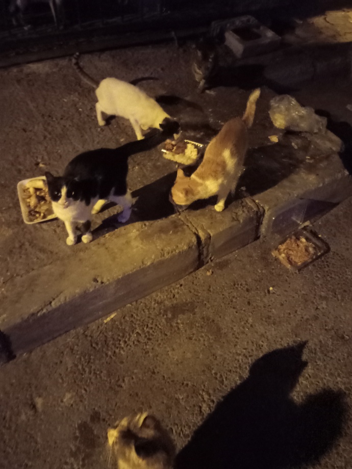 Benim miniklerim...😻😻