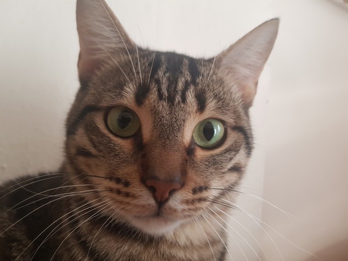 Kedi sevmeyen karşı cins ile bir ilişkiye başlar mısınız?