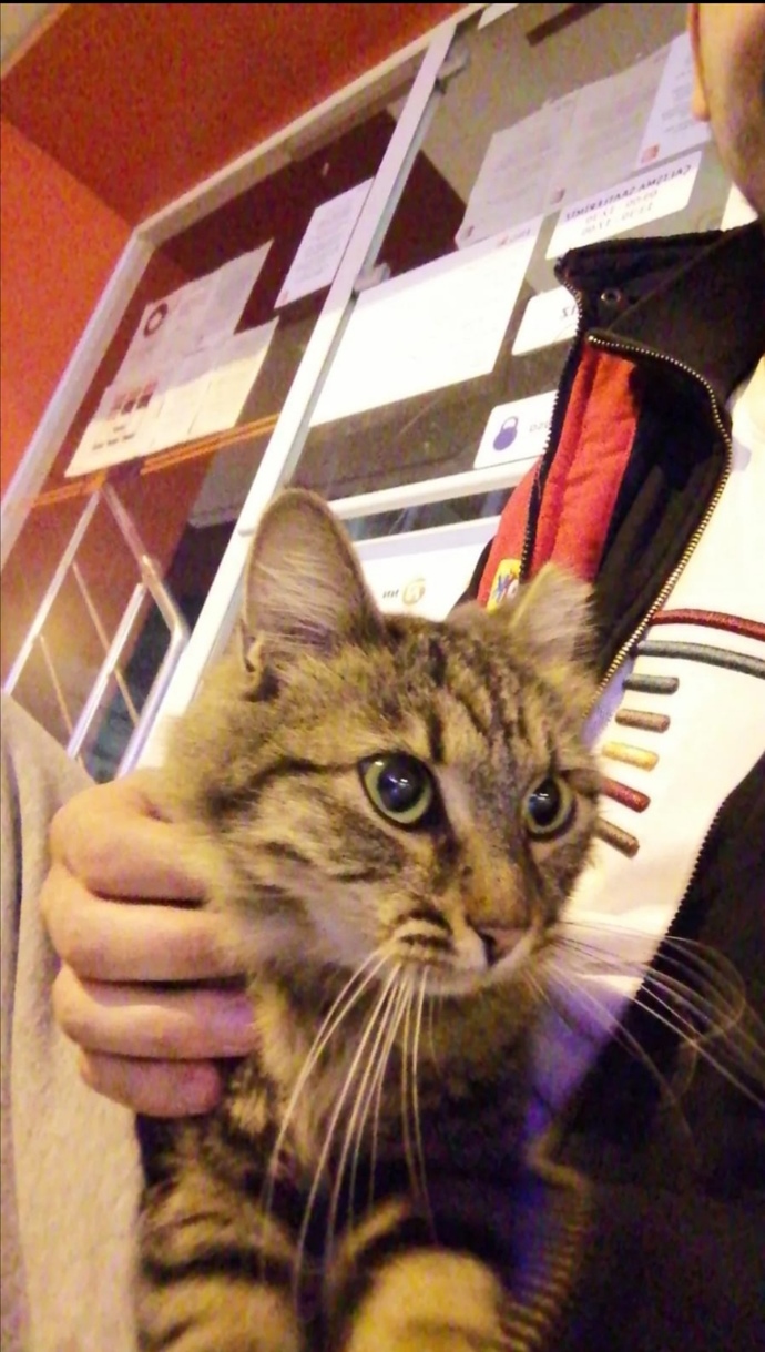 Kedi sevmeyen karşı cins ile bir ilişkiye başlar mısınız?