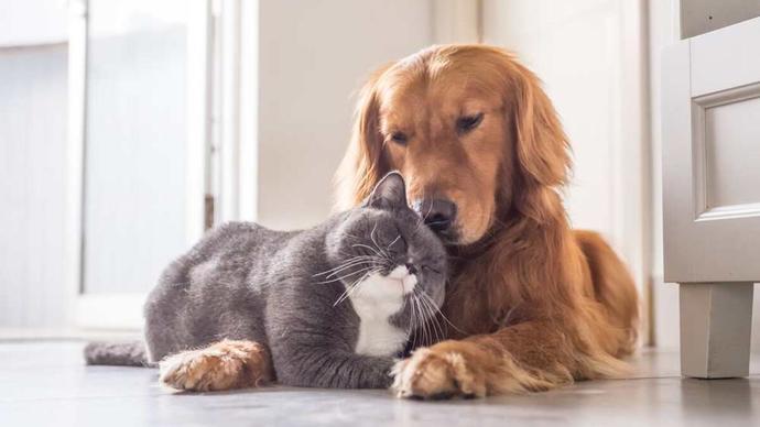 Kedi insanı mısın, köpek insanı mı?