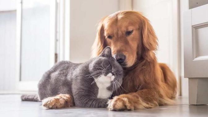 Kedi insanı mısın, köpek insanı mı?