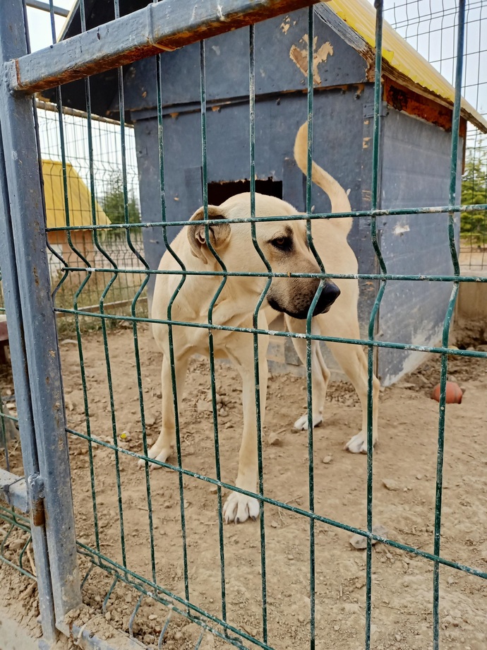 Hanımefendi 🐶