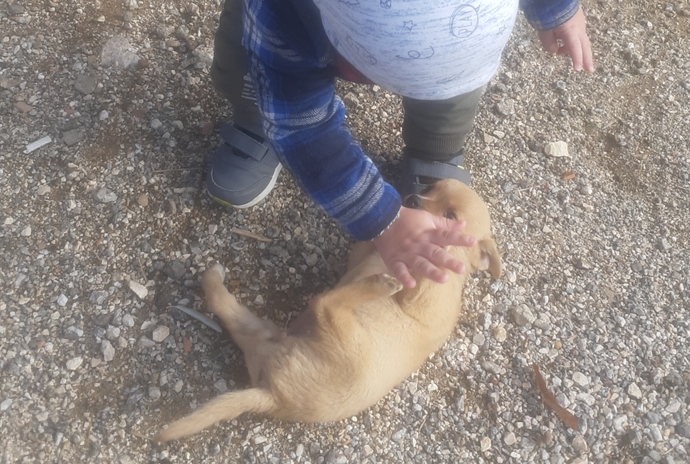 🐶🐶🐶