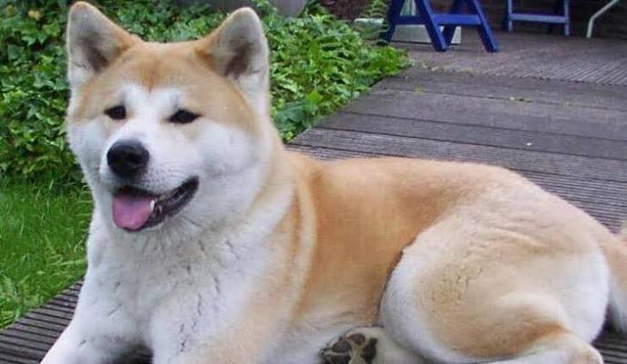 Hangi köpek cinsine ilginiz daha fazla?