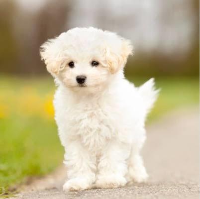 Hangi köpek cinsine ilginiz daha fazla?