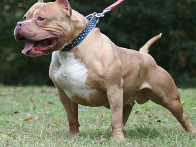 Hangi köpek cinsine ilginiz daha fazla?
