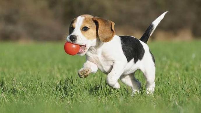 Hangi köpek cinsine ilginiz daha fazla?