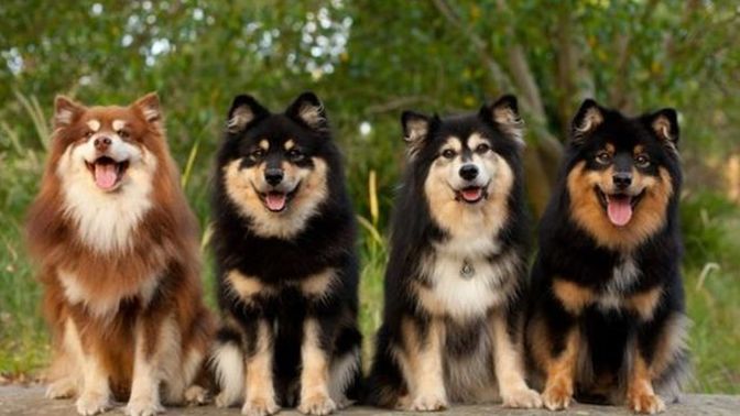 Hangi köpek cinsine ilginiz daha fazla?
