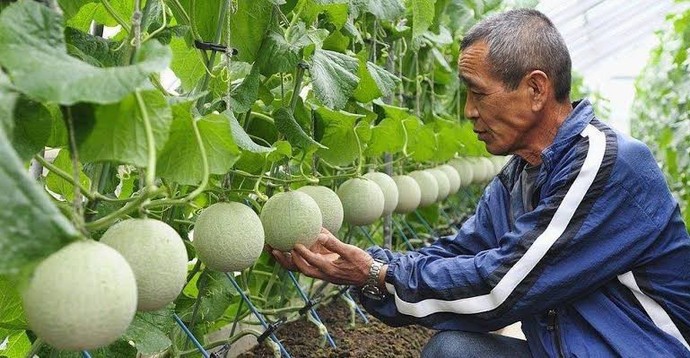 Yubari kavunu 300 TL siz bir kavuna 300 TL verir misiniz?