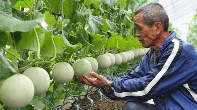 Yubari kavunu 300 TL siz bir kavuna 300 TL verir misiniz?