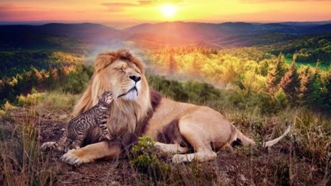 Kedi gibi uysal mısınız, yoksa aslan gibi yırtıcı mı?