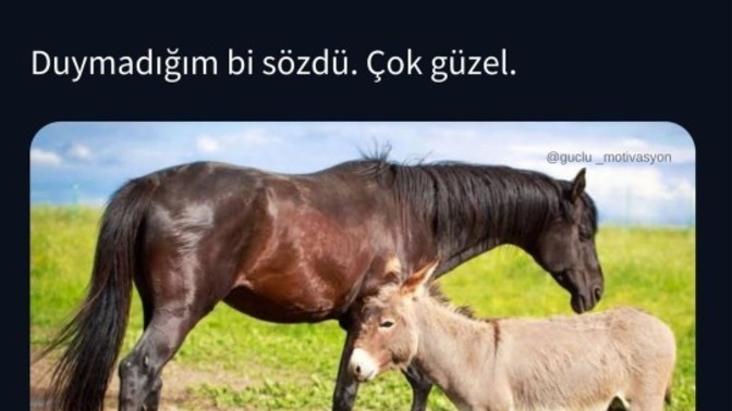 Size kızıp eşeği yol arkadaşı seçen arkadaşlarınız oldu mı?