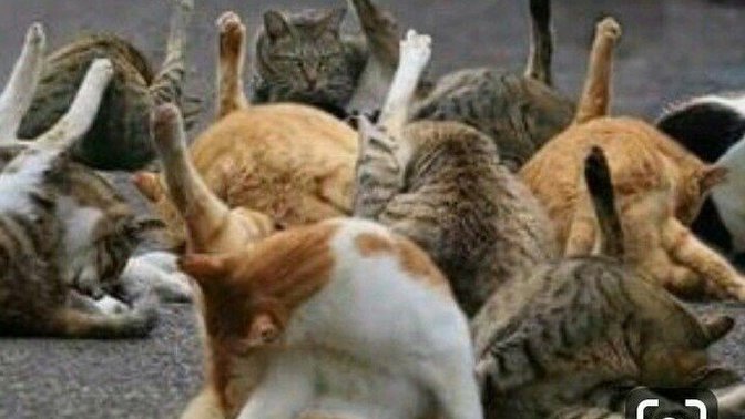 Kediler neden kendini yalar?