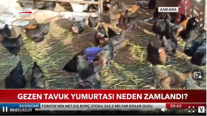 Gezen tavuk yumurtasına zam geldi! Yumurta alırken tavuğun gezip gezmediğine dikkat ediyor musunuz?