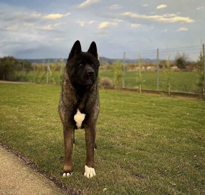 Akita köpeklermizin yavruları olacak ne yapmalıyız?