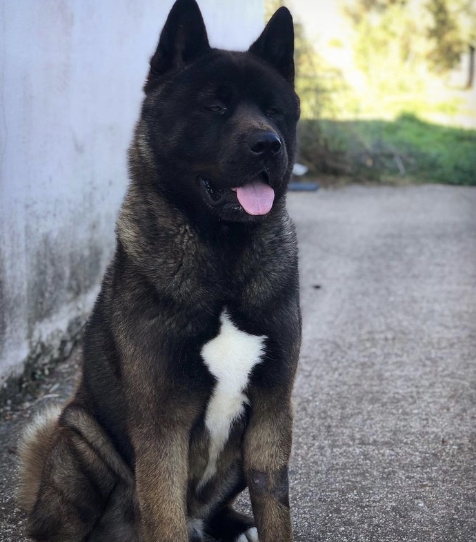 Akita köpeklermizin yavruları olacak ne yapmalıyız?