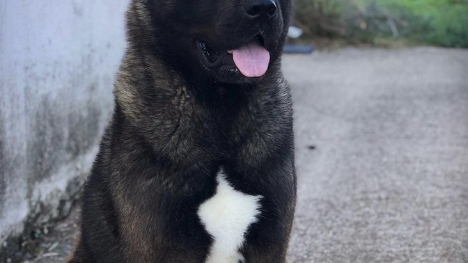 Akita köpeklermizin yavruları olacak ne yapmalıyız?