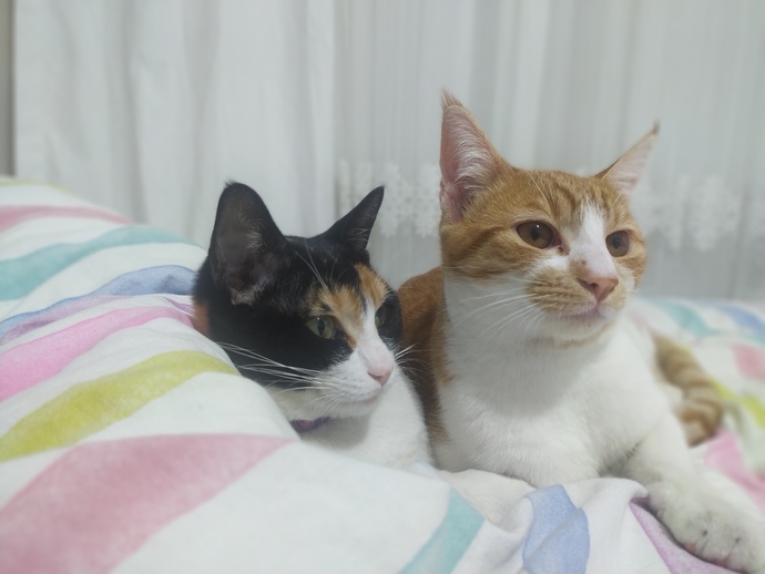 Her hayvanı seven biri veterinerlik okumalı mı?