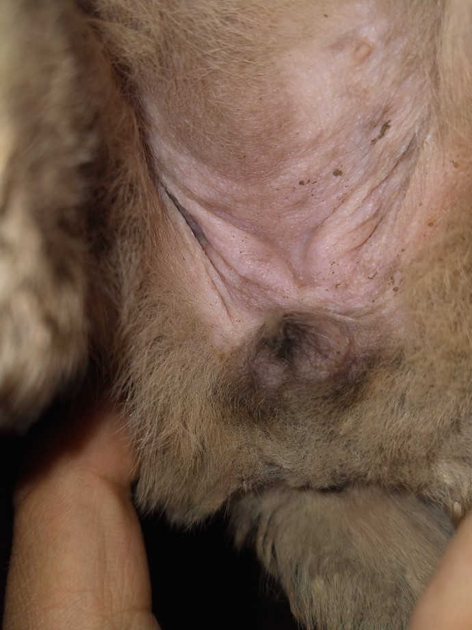 Kangal cinsi yavru köpeğim dişi mi erkek mi?
