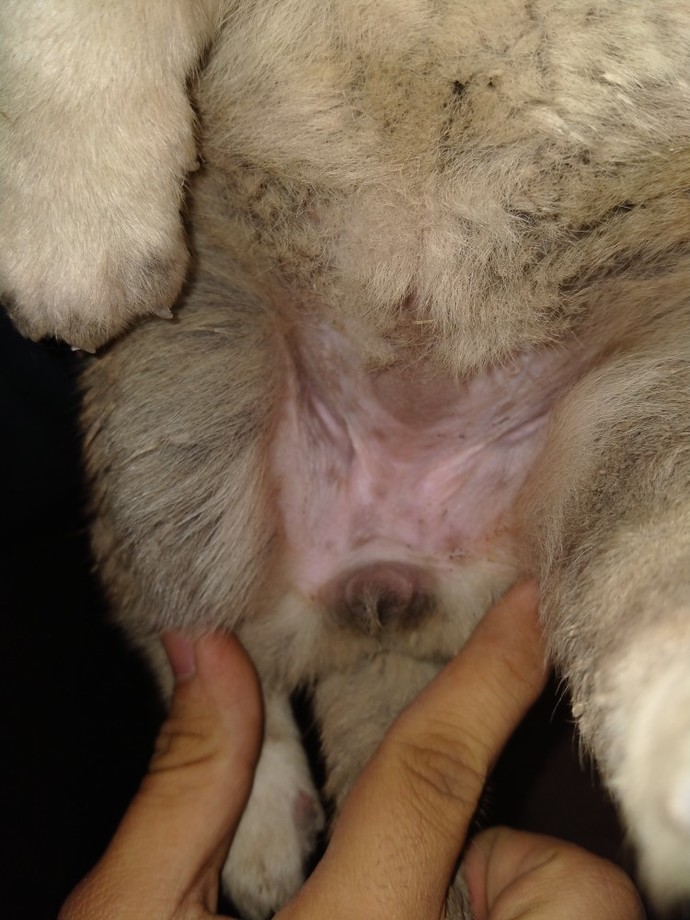Kangal cinsi yavru köpeğim dişi mi erkek mi?