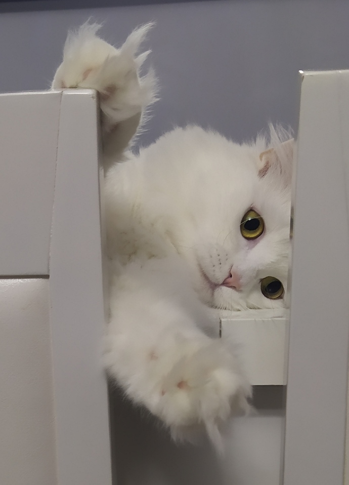 😸😸😸