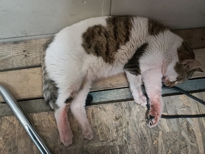 Kedimin patileri neden kızardı?
