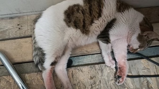 Kedimin patileri neden kızardı?