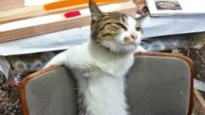 Sokakta gördüğünüz felçli kedi ve köpekler için ne yapıyorsunuz?