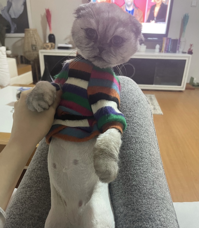 Kedilerin traş olması hakkında ne düşünüyorsunuz 💕😽?