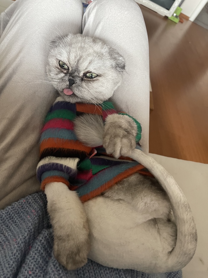 Kedilerin traş olması hakkında ne düşünüyorsunuz 💕😽?