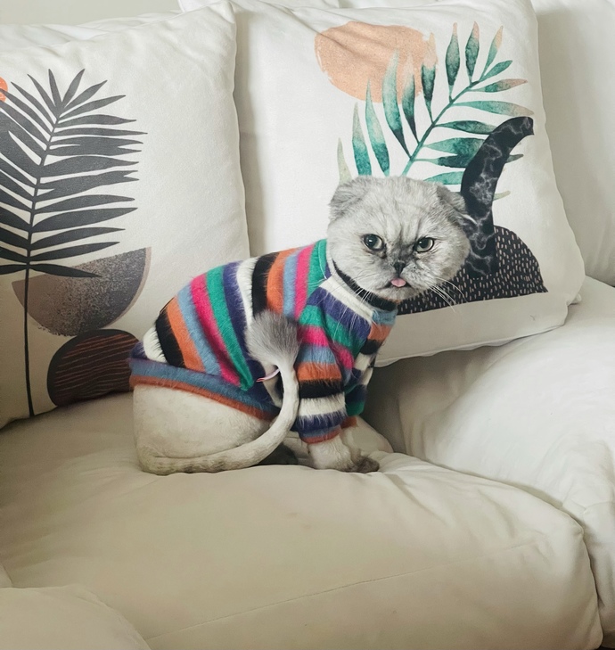 Kedilerin traş olması hakkında ne düşünüyorsunuz 💕😽?