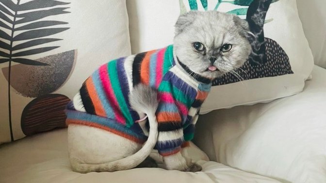 Kedilerin traş olması hakkında ne düşünüyorsunuz 💕😽?