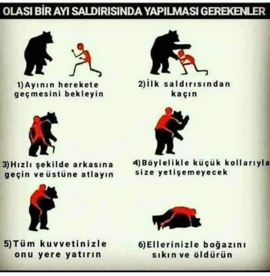 Olası bir ayı saldirisindan yapmaniz gerekenleri biliyormusun?