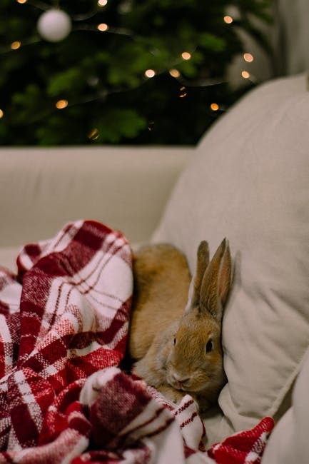 Dizüstü battaniyesi 