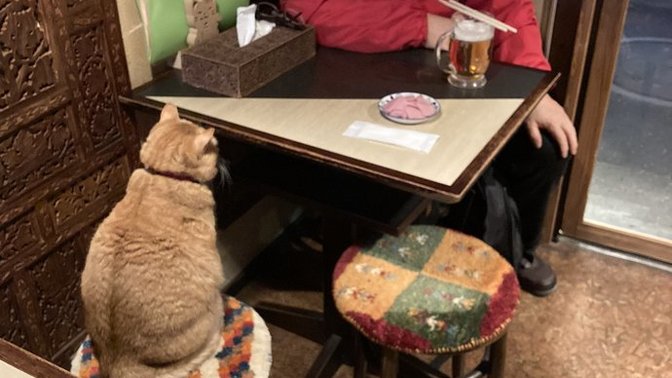Soğukta sokakta dolaşan yavru kedi ve köpekler için ne yapıyorsunuz?
