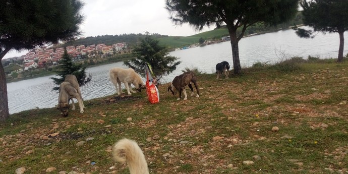 Sokak hayvanları üşür mü?