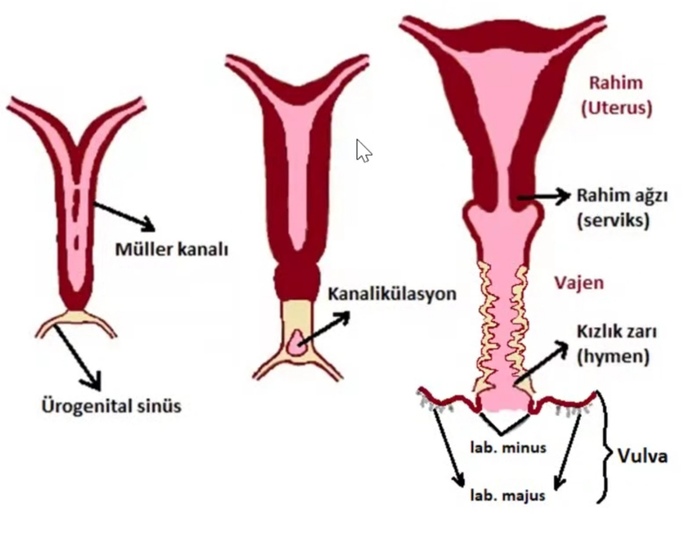 Kızlık zarı tam olrak vajinanın iç kısmının neresine denk geliyor?