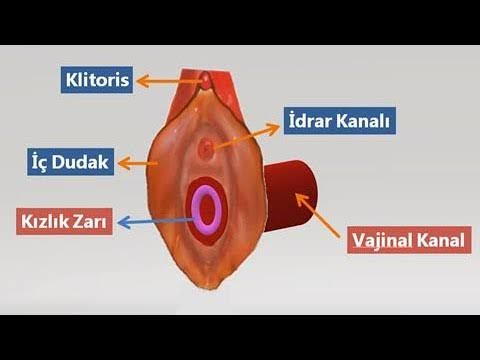 Kızlık zarı tam olrak vajinanın iç kısmının neresine denk geliyor?