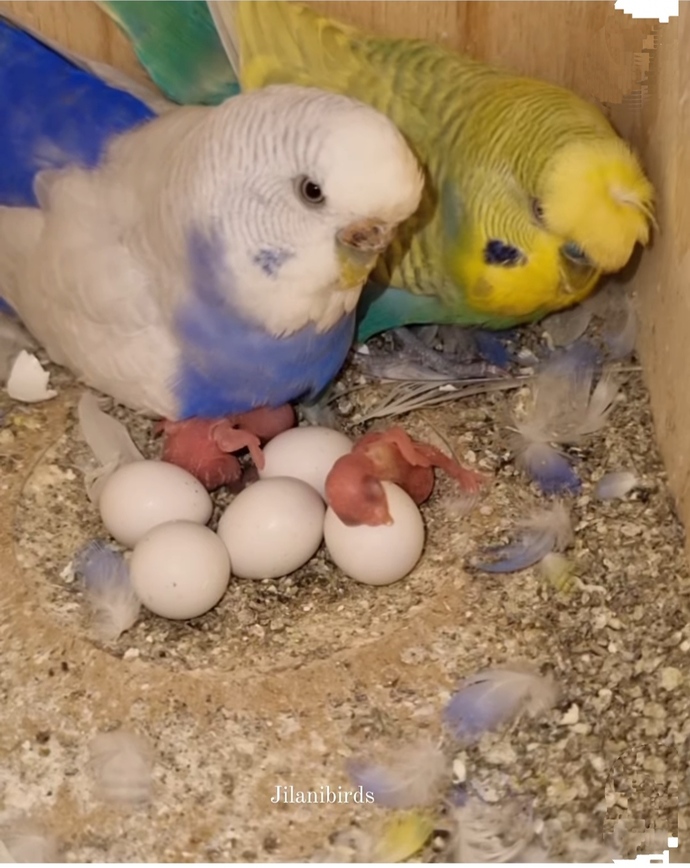 Kuşlar ve yavruları ne kadar tatlı değil mi?
