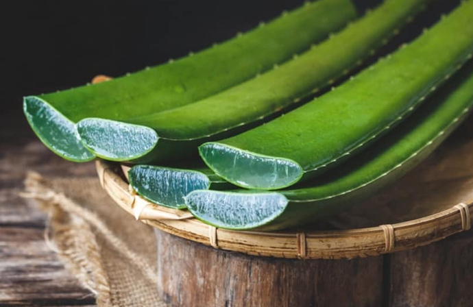 Aloe Vera bakımı evde nasıl yapılır?