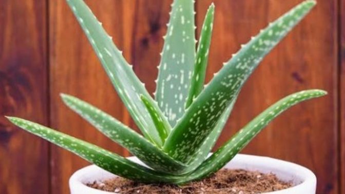 Aloe Vera bakımı evde nasıl yapılır?