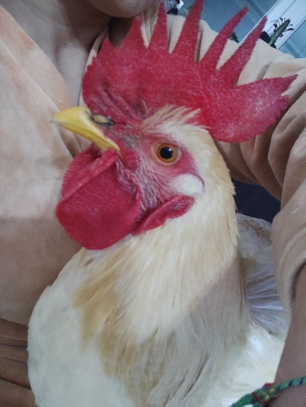 Sizinde böyle tatlı bir şeyiniz var mı?