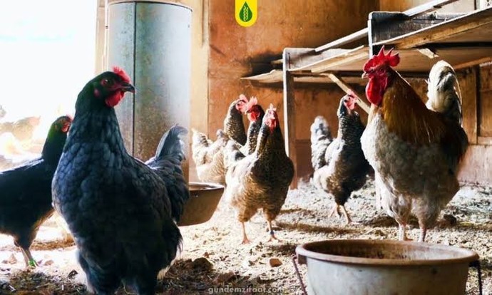 Köy yumurtası nerelerde satılır?