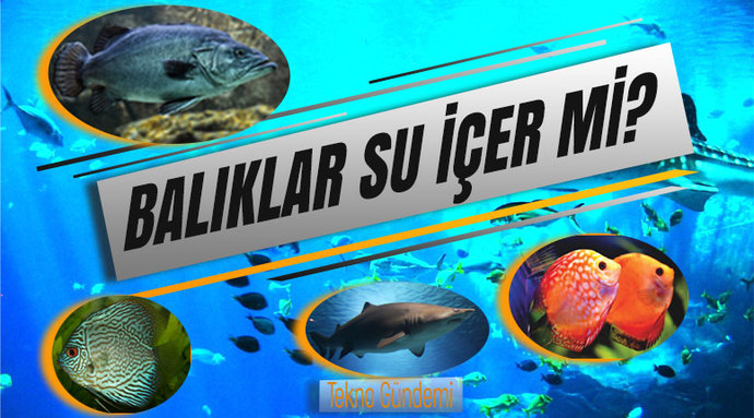 Balıklar su içer mi?