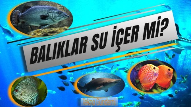 Balıklar su içer mi?