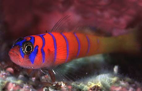 Catalina Goby