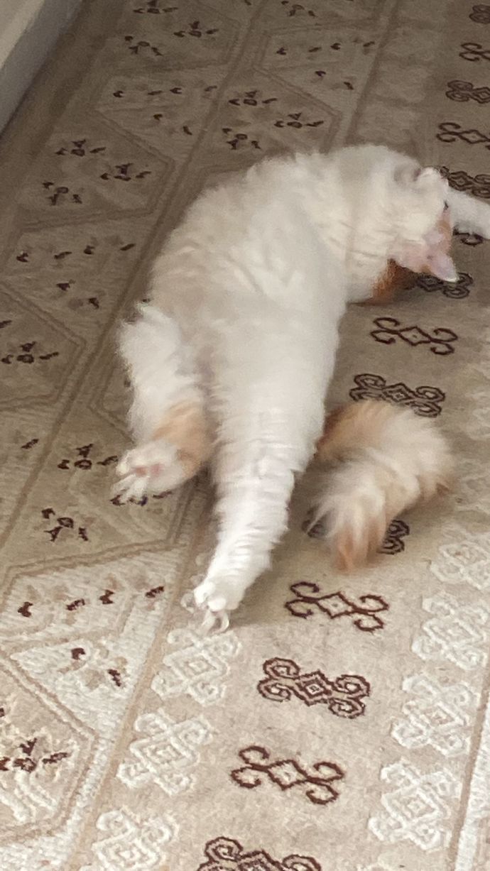 Bir koca göbüş miyuv sevmek ister misiniz😍?