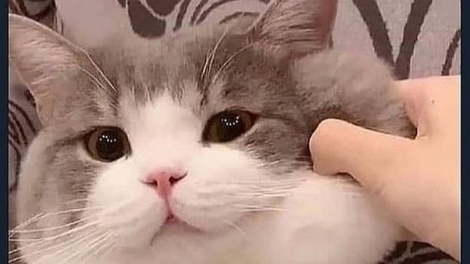 Kediler dünyanın en tatlı hayvanları olabilir mi?