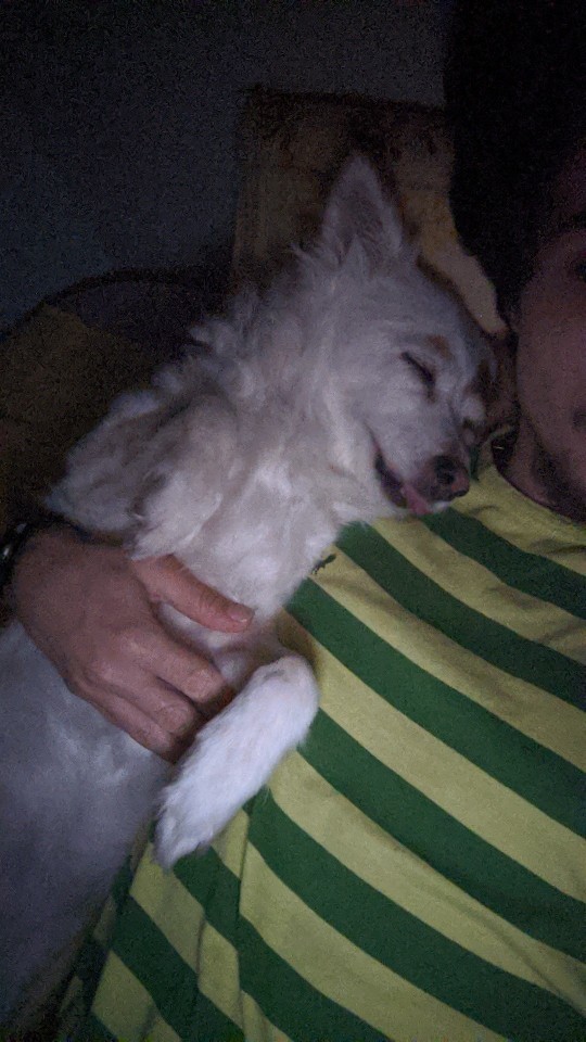 Köpeğimi odama alsam mı?