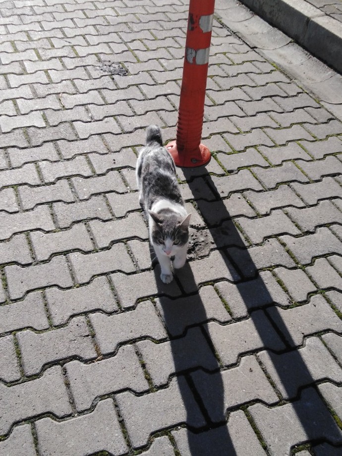 Evinize kadar girmek isteyen bir dostunuz var mı😸?